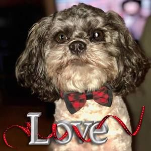 Meet your Posher, Joy